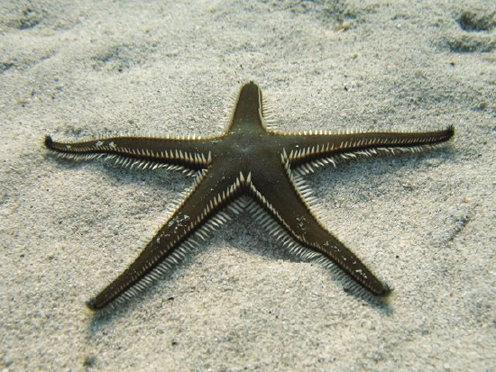 Astropecten bispinosus (Slender Starfish)